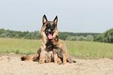 MALINOIS 376